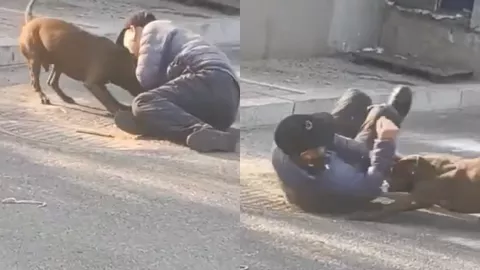 东北比特犬咬人事件