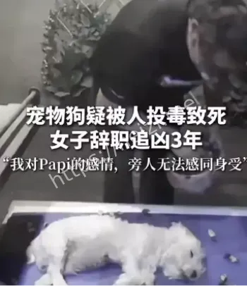 小狗被毒死女子辞职追凶三年